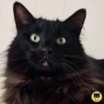 Chantilly-Tiffany