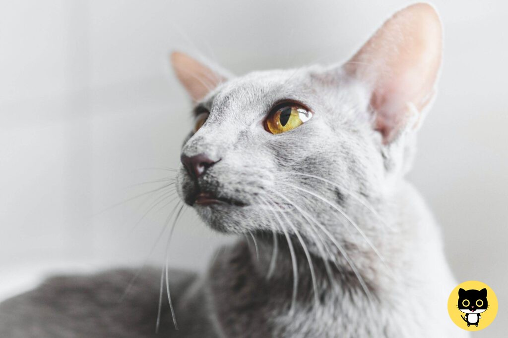 Colorpoint shorthair cat breed