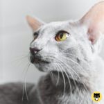 Colorpoint Shorthair