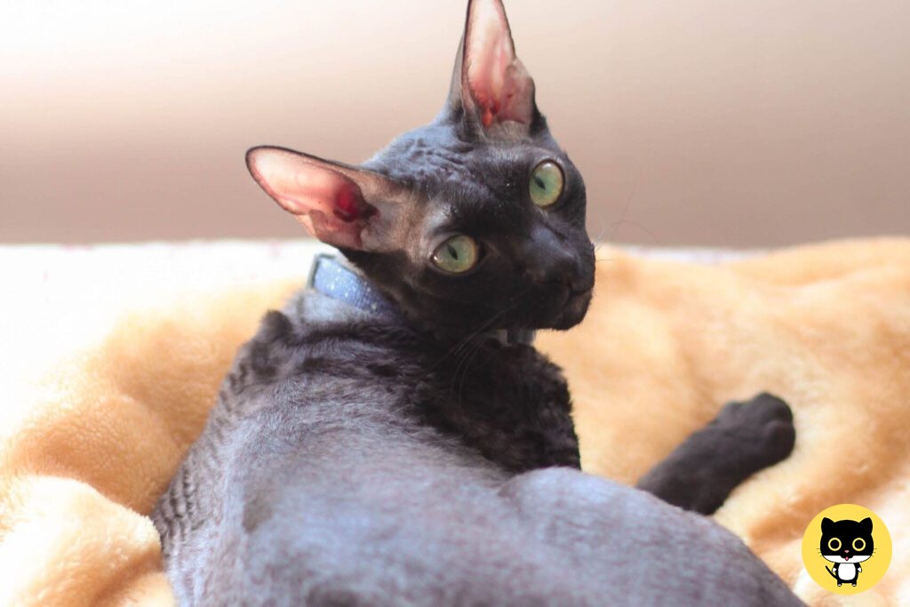 Cornish rex cat breed