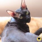 Cornish Rex