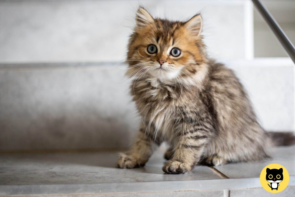 Cymric, Manx Longhair, Or Long-haired Manx Cat Breed - Feed Stray Cats