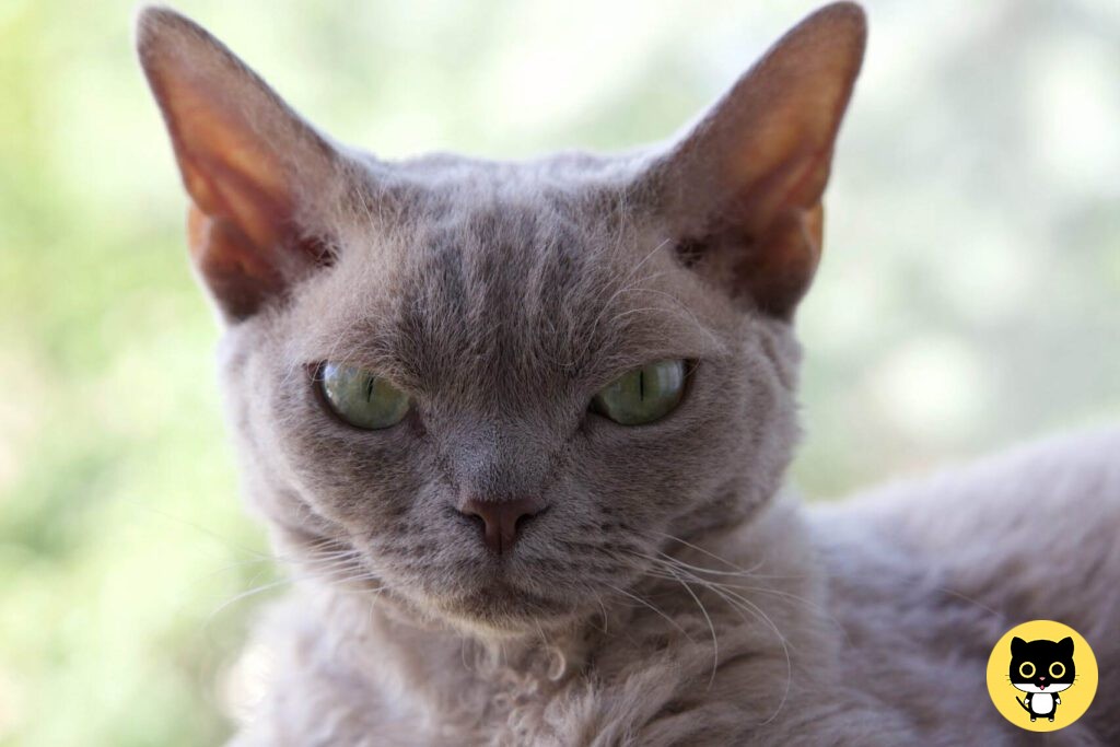 Devon rex cat breed