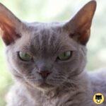 Devon Rex