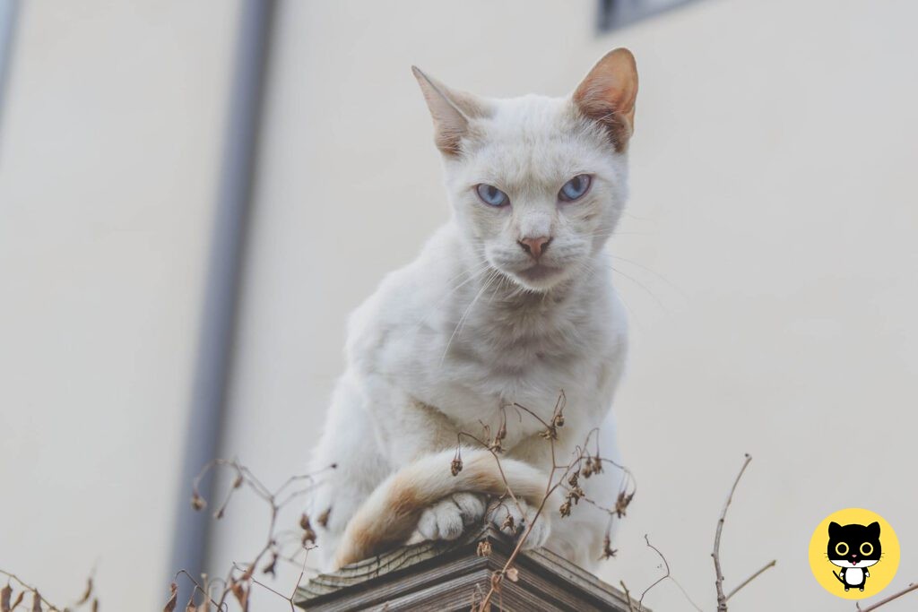 Donskoy or Don sphynx cat breed