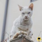 Donskoy