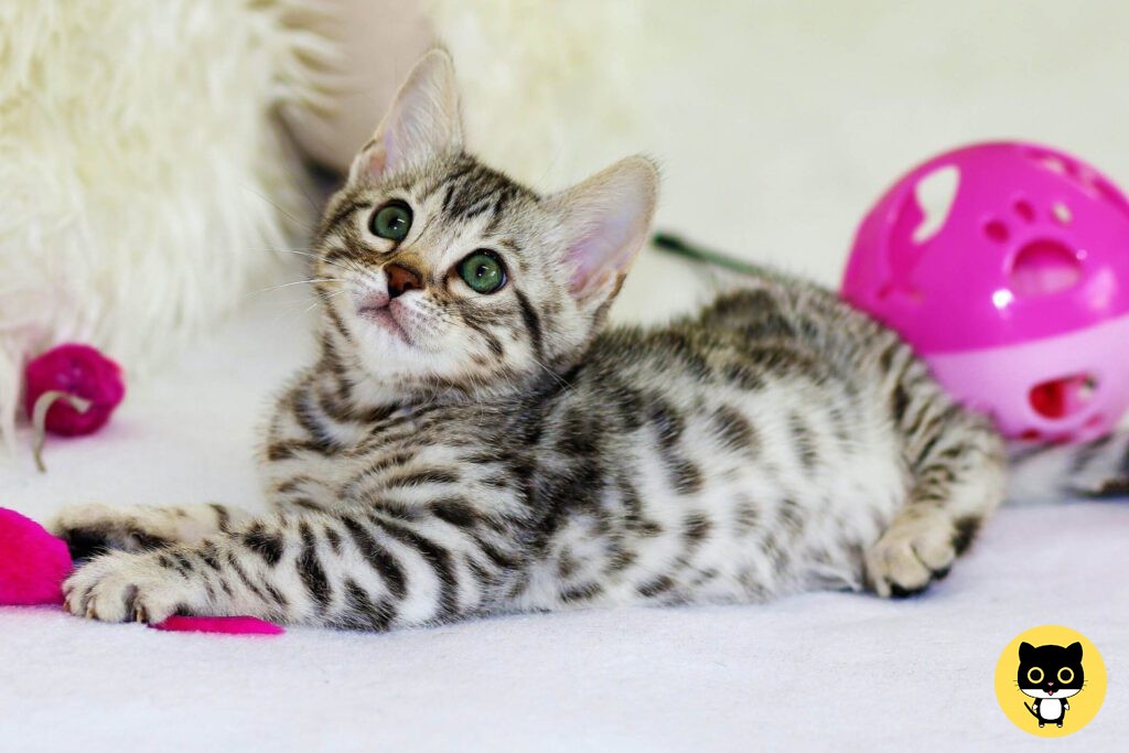 Egyptian mau cats