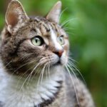 European Shorthair