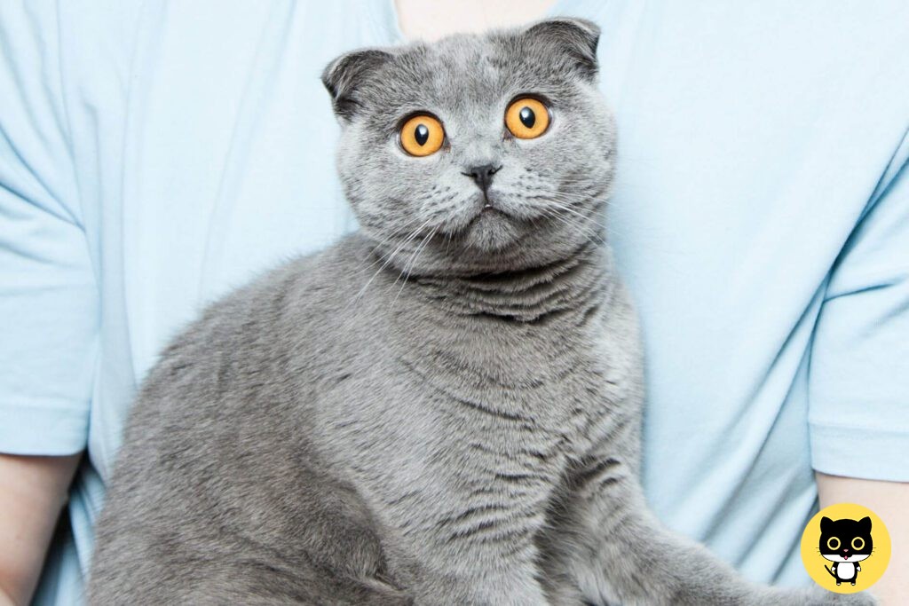 Foldex cat breed