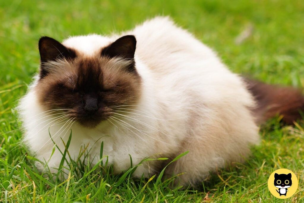 Himalayan or colorpoint persian cat breed