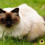 Himalayan