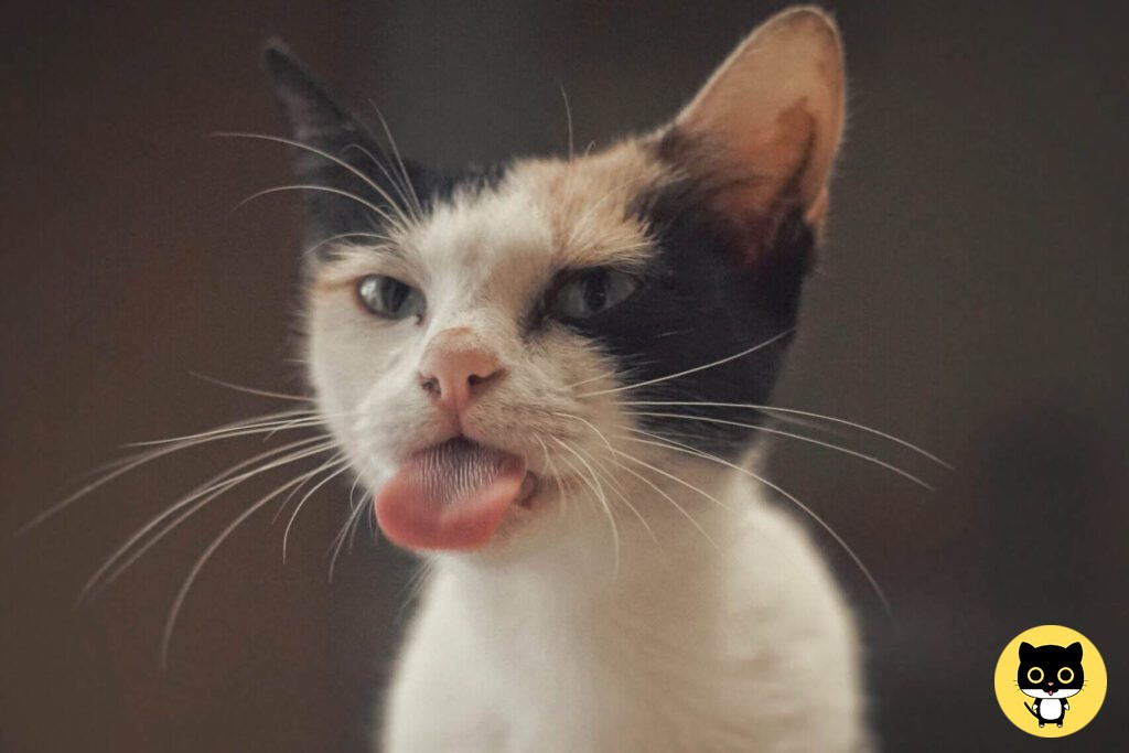 Javanese or colorpoint longhair cat breed