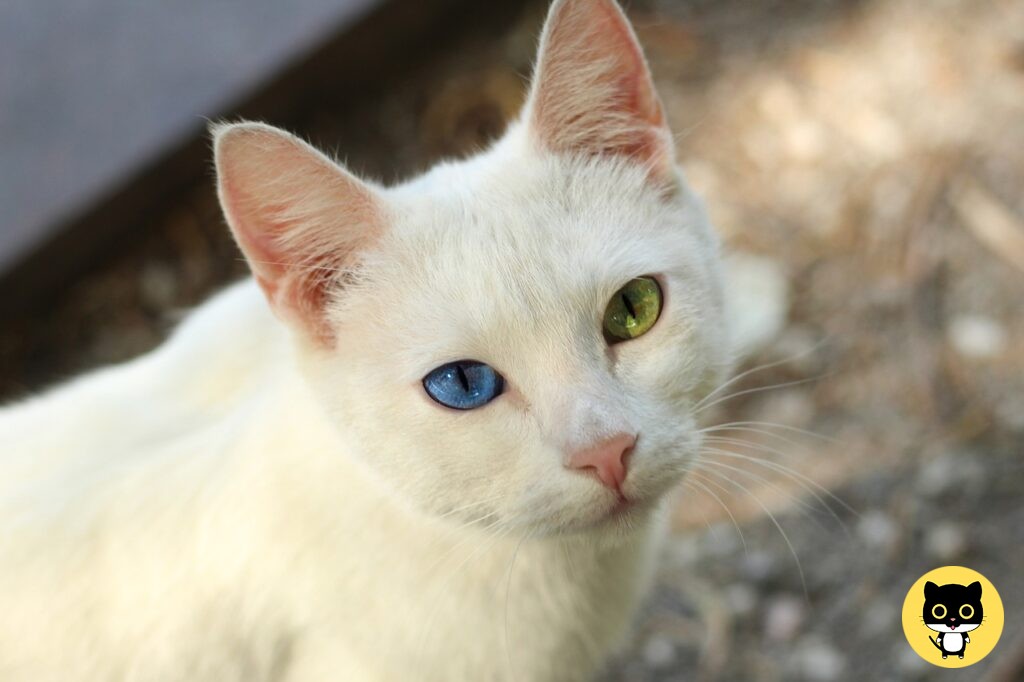 Khao manee cat breed