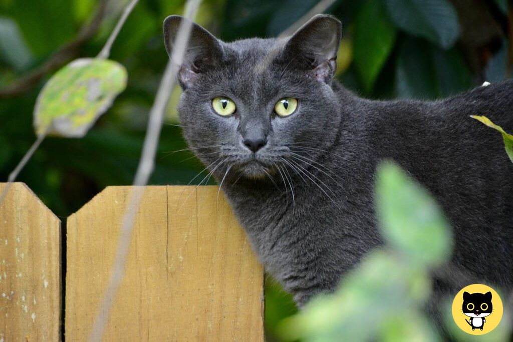 Korat cat breed