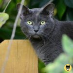 Korat