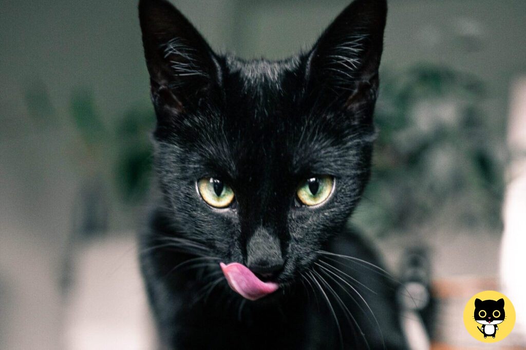Korn ja cat breed
