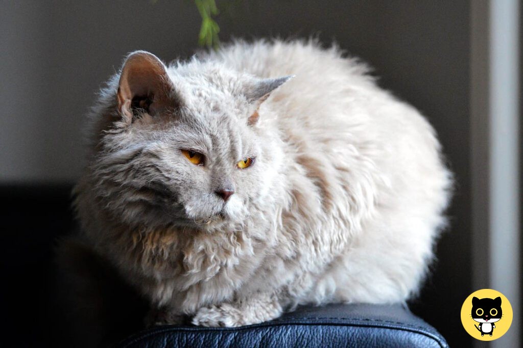 Lambkin cat breed