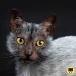 Lykoi