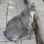 Manx
