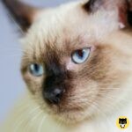 Mekong Bobtail