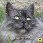 Nebelung