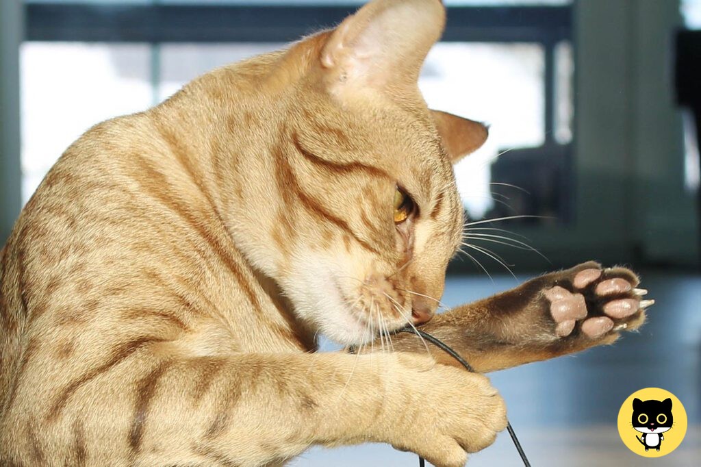 Ocicats cat breed