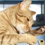 Ocicat