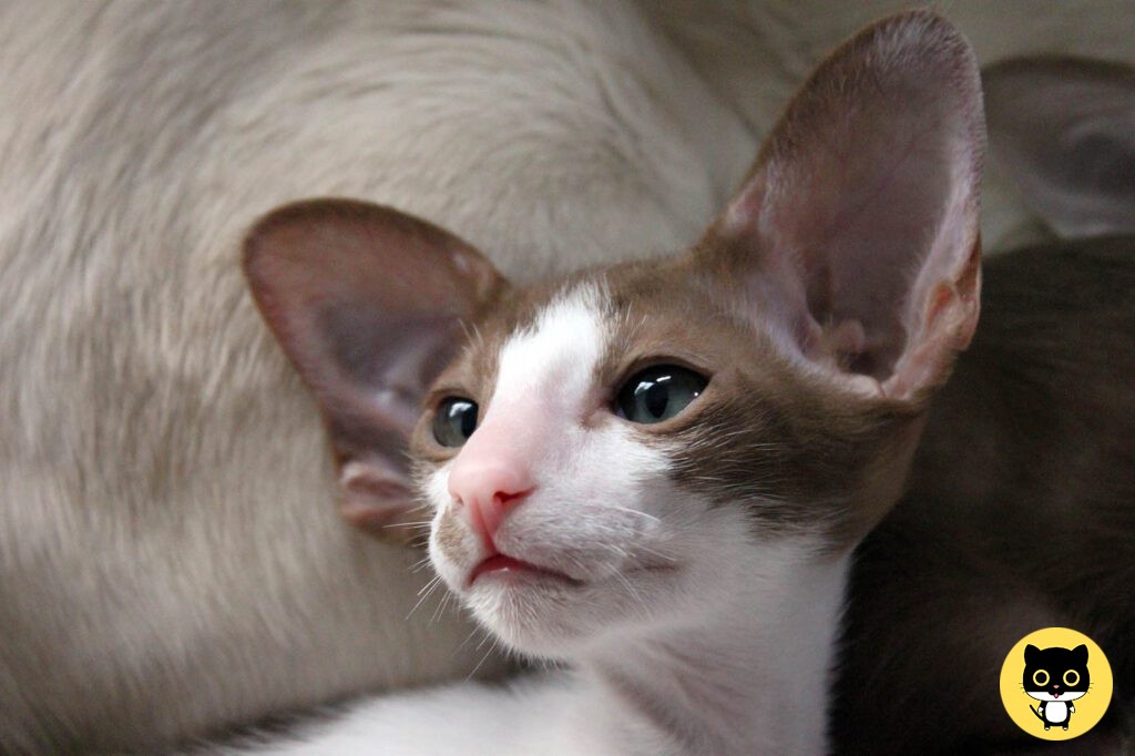 Oriental shorthair cat breed