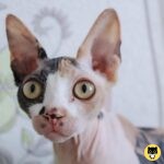 Peterbald