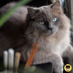 RagaMuffin