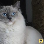 Ragdoll