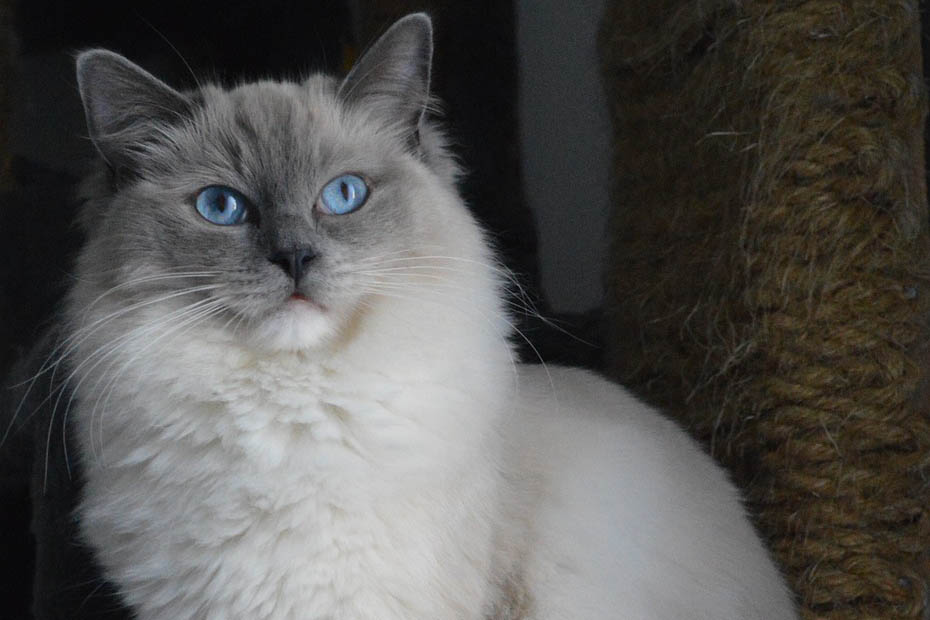 Ragdoll cat breed