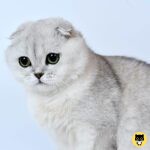 Scottish Fold