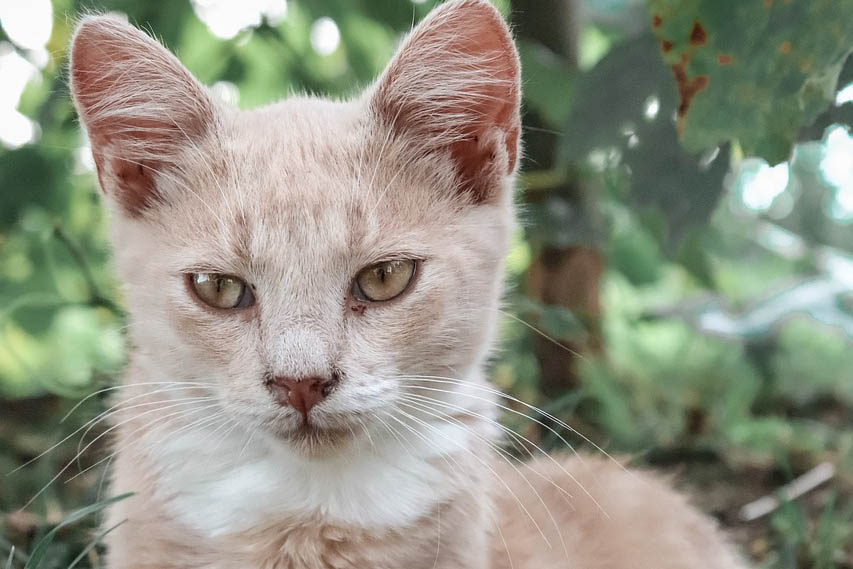 Serrade Petit cat breed