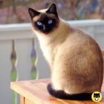 Siamese