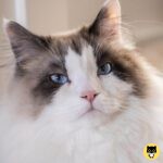 Siberian
