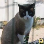 Snowshoe