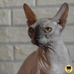 Sphynx