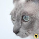 Tonkinese