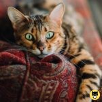 Toyger