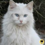 Turkish Angora
