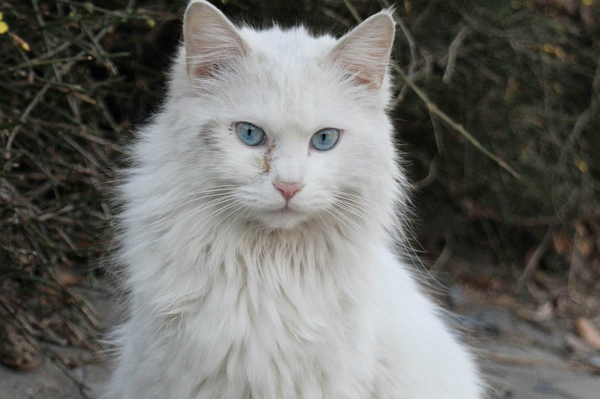 Turkish Angora cat breed - Feed Stray Cats