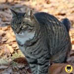 American Bobtail