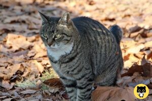 American bobtail cat breed