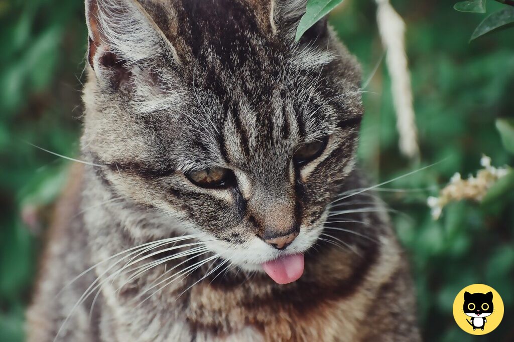American wirehair cat breed