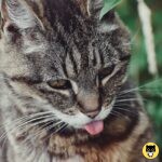 American Wirehair