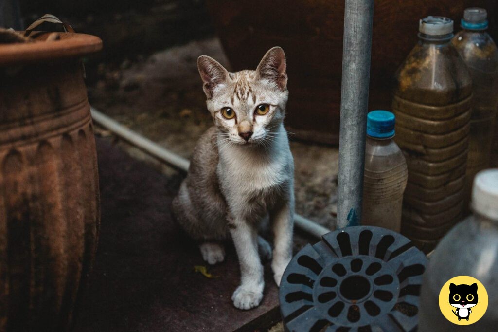 Asian cat breed - Feed Stray Cats