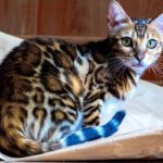 Bengal