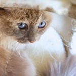 Birman