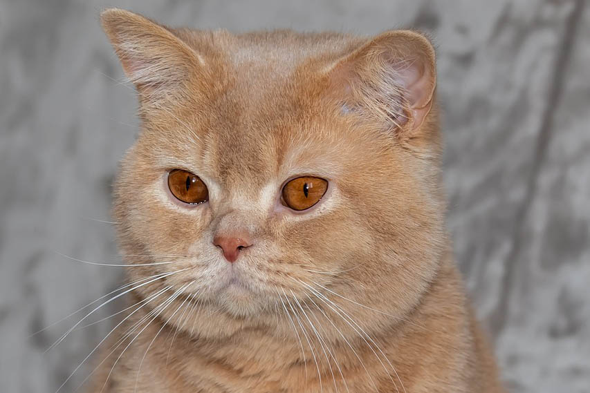 British shorthair cat breed